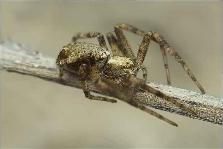 Philodromus sp. o Thanatus sp.